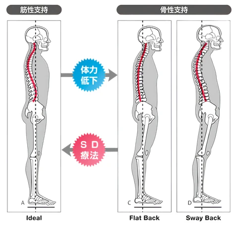 人体模型の図